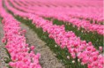 /album/fotogaleria/amazing-awesome-beautiful-beauty-bunch-favim-com-438546-jpg/
