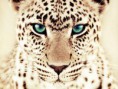 /album/fotogaleria/tiger-jpg/